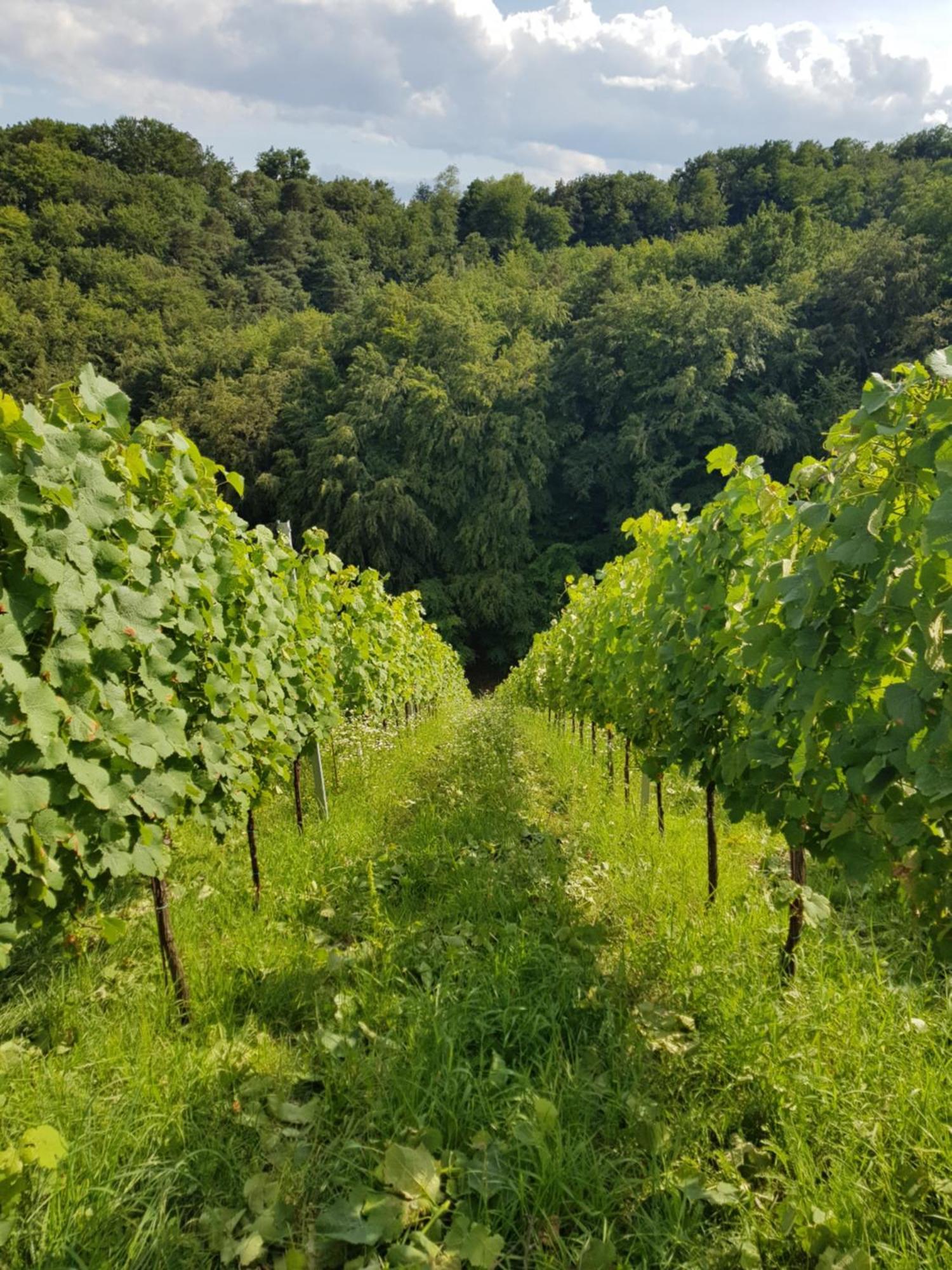 Willa Wine House Kaloh Maribor Zewnętrze zdjęcie